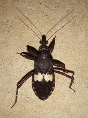 Microtomus sticheli