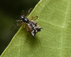 Micrathena picta