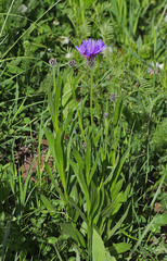 Centaurea triumfettii
