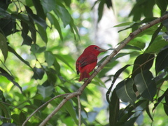 Piranga rubra