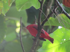 Piranga rubra