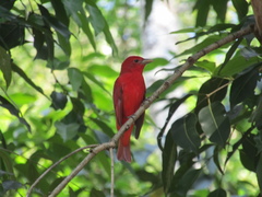 Piranga rubra