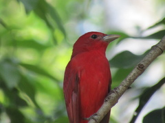 Piranga rubra