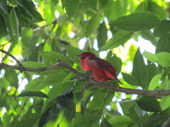 Piranga rubra