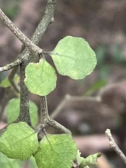 Melicytus micranthus