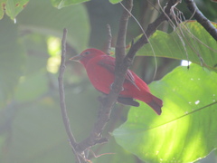 Piranga rubra