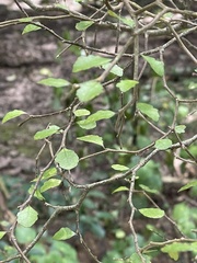 Melicytus micranthus