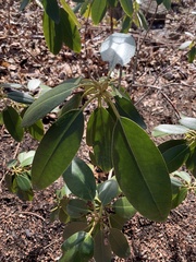 Kalmia latifolia