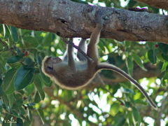 Macaca sinica