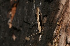 Erechthias diaphora