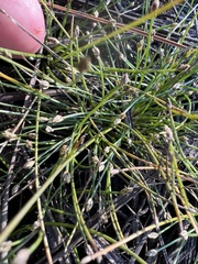 Eleocharis geniculata