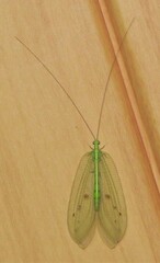 Apochrysa lutea