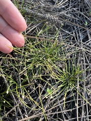 Eleocharis geniculata