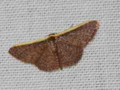 Idaea inversata