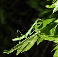Pseudomantis albofimbriata