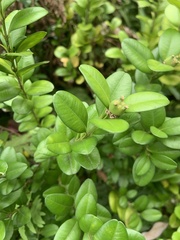 Buxus liukiuensis