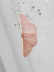 Idaea inversata