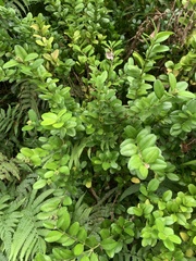 Buxus liukiuensis
