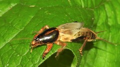 Gryllotalpa australis