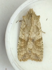 Lithophane bethunei