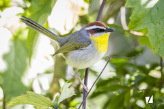 Basileuterus rufifrons