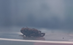 Duttaphrynus melanostictus