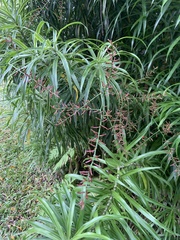 Dracaena angustifolia
