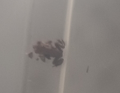 Duttaphrynus melanostictus