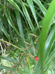 Dracaena angustifolia