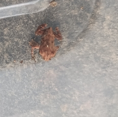 Duttaphrynus melanostictus