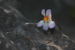 Cymbalaria