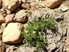 Hypochaeris tenuifolia