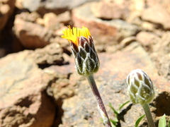 Hypochaeris tenuifolia