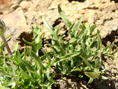 Hypochaeris tenuifolia
