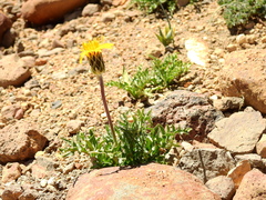 Hypochaeris tenuifolia