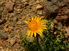 Hypochaeris tenuifolia