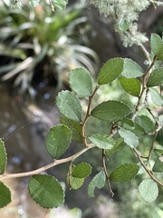 Streblus heterophyllus