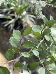 Streblus heterophyllus