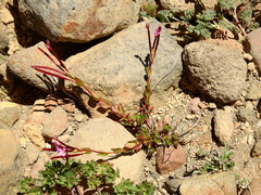 Epilobium nivale