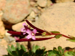 Epilobium nivale