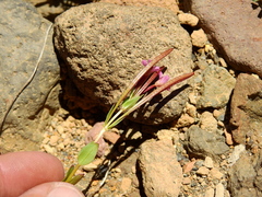 Epilobium nivale