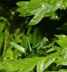 Pseudomantis albofimbriata