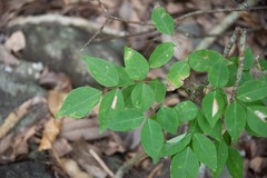 Lonchocarpus punctatus