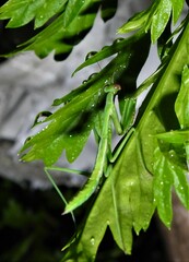 Pseudomantis albofimbriata