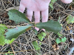 Quercus minima