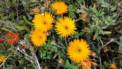 Lampranthus aurantiacus