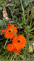 Lampranthus aurantiacus