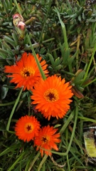 Lampranthus aurantiacus
