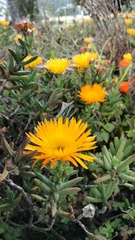 Lampranthus aurantiacus
