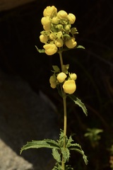 Calceolaria thyrsiflora